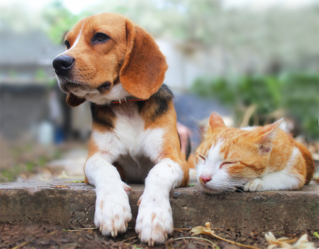 「元気な時間を作る」治療