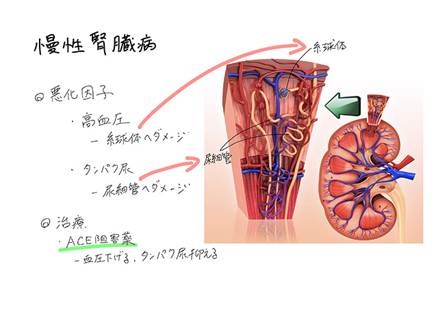 検査結果の説明・治療方針のご相談