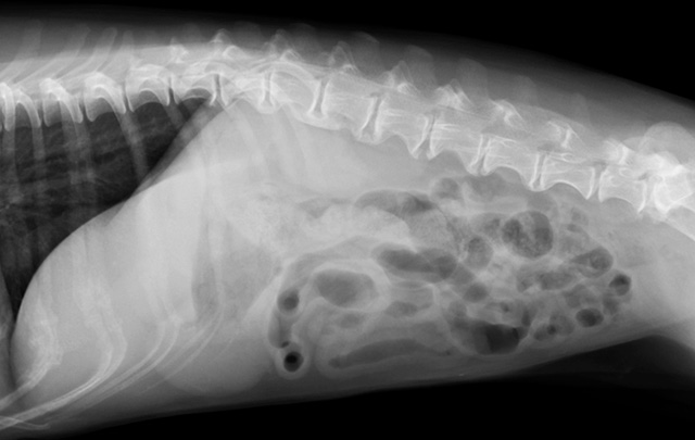 レントゲンと超音波検査で細かな異常を検出