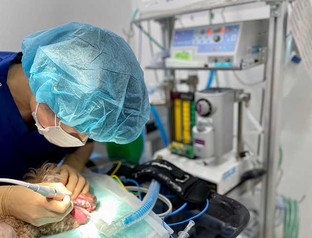 迅速な歯石除去と、標準で行う歯石が付きにくくする処置