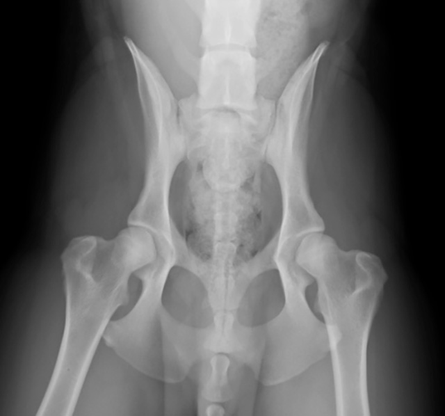 丁寧な触診と高性能レントゲン検査