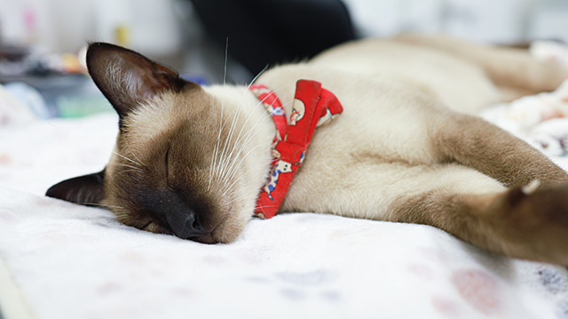 検査結果の説明・治療方針のご相談