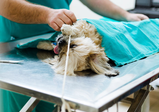 麻酔の種類について