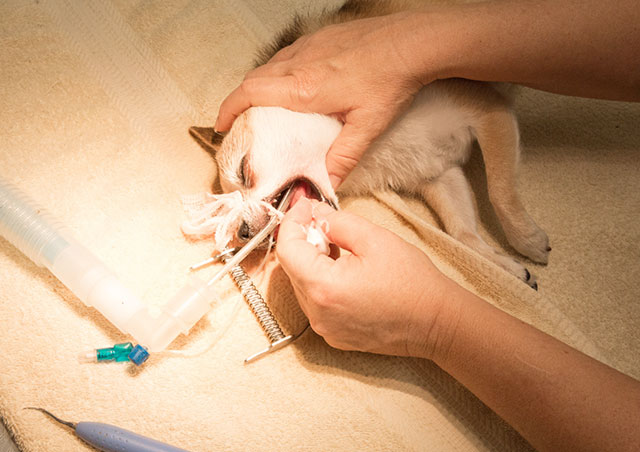 麻酔の種類について